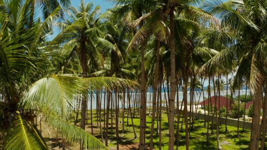 热带海滩，有棕榈树和蓝色的水，鸟瞰。夏季和旅行度假概念。菲律宾锡亚高。