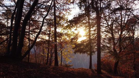 日落时的秋林，欧洲阿尔卑斯山，莱科，意大利