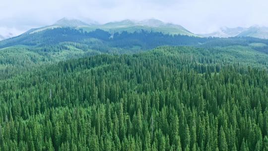 新疆伊犁森林航拍