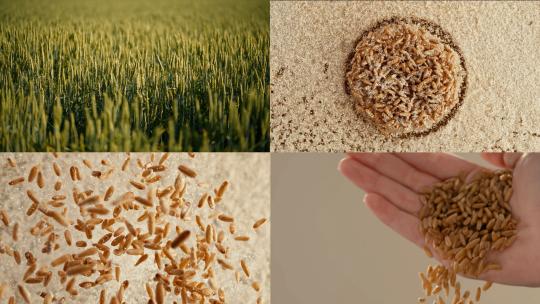 绿色麦田小麦粉面粉麦子颗粒谷物慢镜头视频素材模板下载