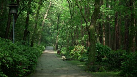 杭州虎跑 晴天绿色树林中的小道幽静鸟叫