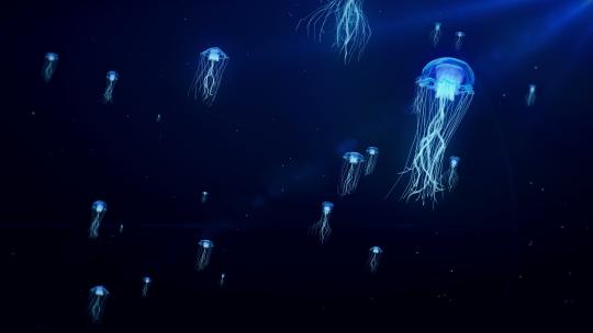 海底水母