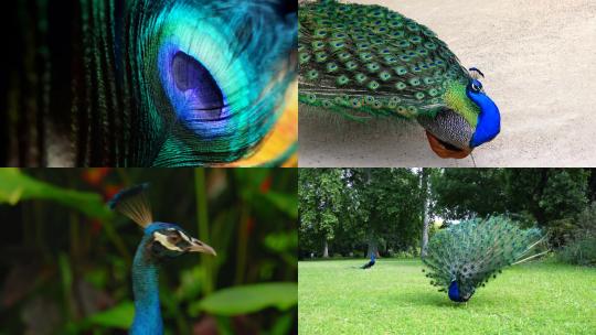 [合集]孔雀站立开屏