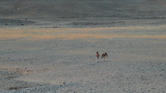 西藏旅游风光317国道戈壁荒石野驴