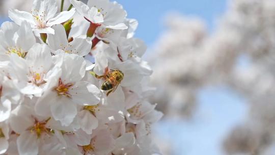 春天蜜蜂在盛开的樱花上采蜜慢镜头