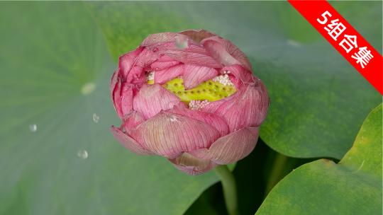 雨声莲语：并蒂莲的嘀嗒乐章