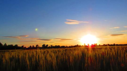日出下拍摄麦田农田
