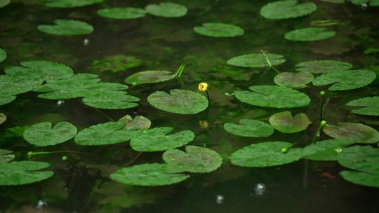 杭州虎跑下雨天雨滴落在水面的绿色睡莲视频素材模板下载