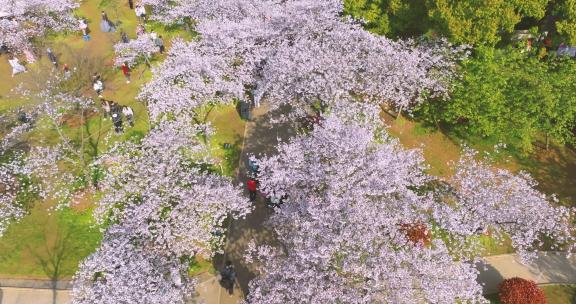 武汉东湖磨山樱花园春季风光