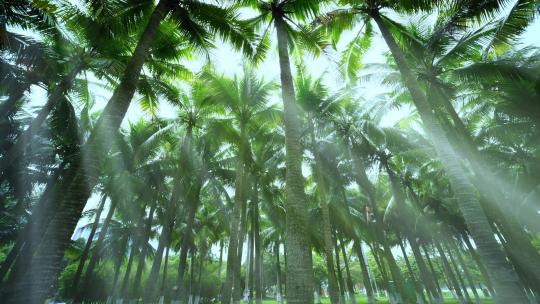阳光树林 椰林 椰树 椰子树 丁达尔效应视频素材模板下载