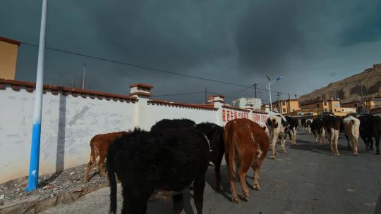 西藏旅游风光219国道车窗外公路放牧牛群