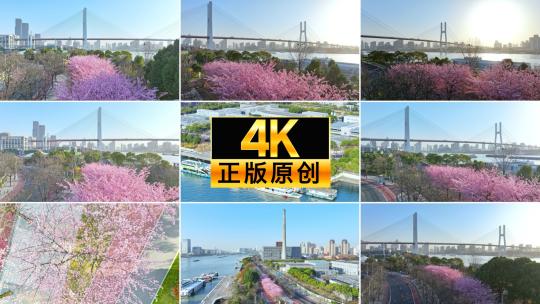 2024南浦大桥樱花 上海春天 春分上海高清在线视频素材下载