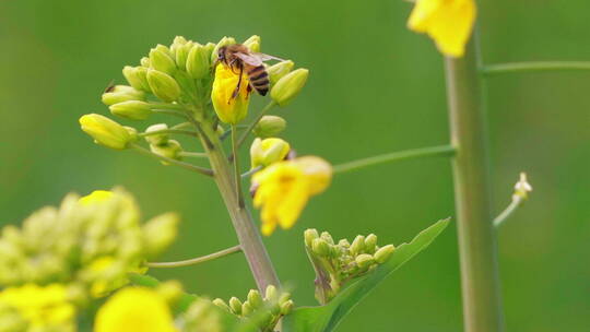 春天的蜜蜂飞舞慢镜头