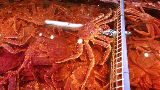 帝王蟹 螃蟹 蟹 海鲜 海鲜市场 水产视频素材模板下载