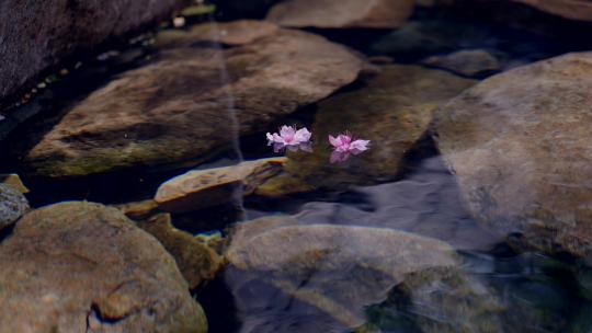 流水落花-桃花在水中飘流视频素材模板下载