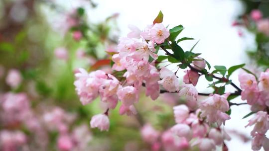 宣传片剧情片城市自然风光春天的樱花美景高清在线视频素材下载