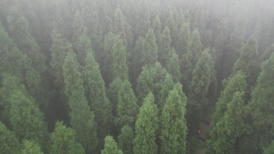 四川成都彭州中坝森林公园航拍阴天暮光之城
