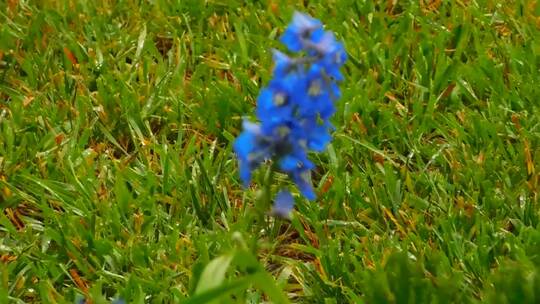草原中央的蓝色花朵