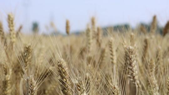 小麦成熟麦田