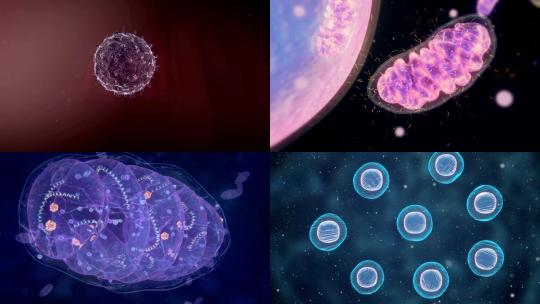 【合集】各种各样的细胞分裂病毒视频素材模板下载