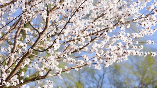 北京颐和园春季春天山桃花