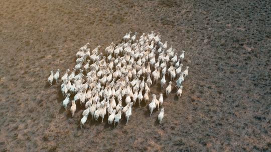 新疆内蒙秋天大草原自然风光羊群放牧视频素材模板下载
