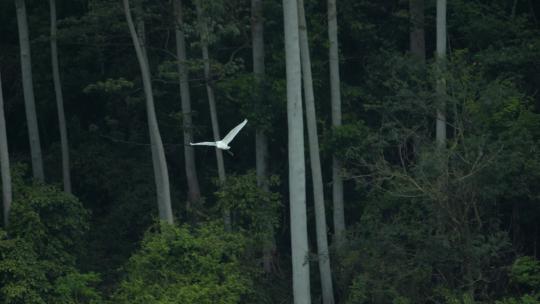 白鹭飞翔湿地生态环境群鸟飞翔视频素材模板下载