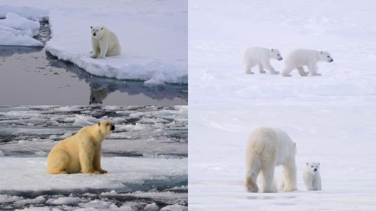 【合集】北极熊 北极熊幼崽 北极 冰川
