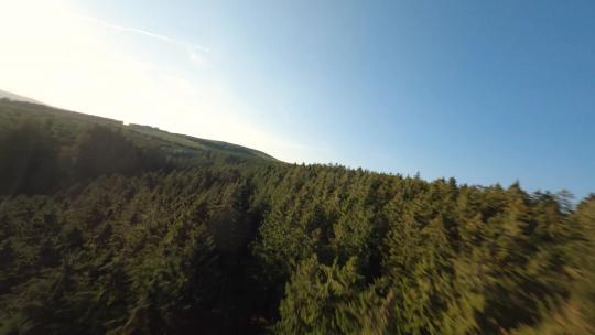 FPV航拍绿色森林蓝天下的松树林原始森林