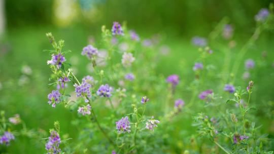 4K植物素材——紫花苜蓿
