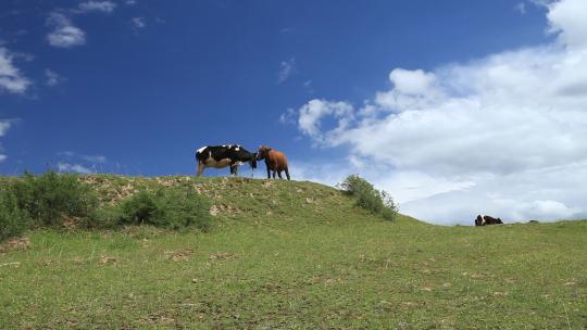 大草原 远山 牦牛 低角度 黄牛 奶牛
