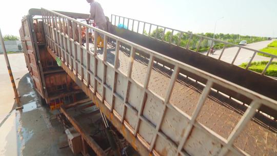 运输农业养殖畜牧牲畜猪肉