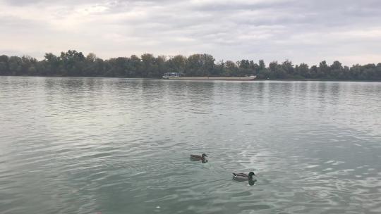两只漂浮在河上的鸭子