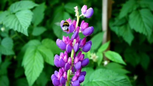 3479_蜜蜂在紫色的花朵周围飞舞