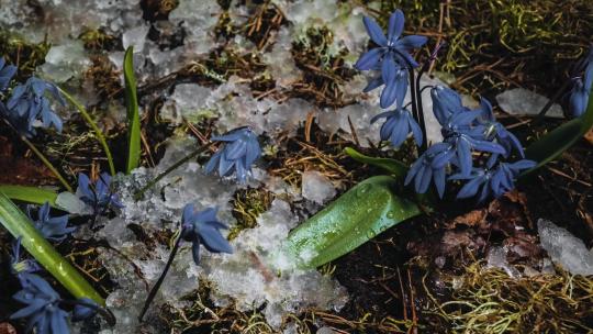 积雪融化消融延时冰雪鲜花