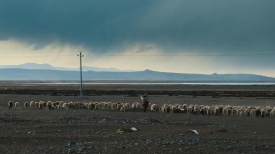 西藏旅游风光清晨牧羊人藏族牧民