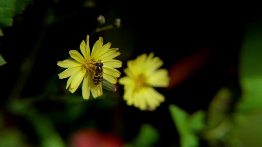 4K植物素材苦菜花，小蜜蜂