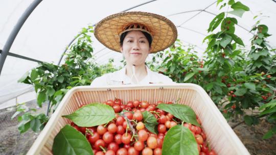 中年女性农民在果园手捧竹篮樱桃视频素材模板下载