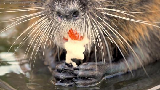 海狸在水里吃东西视频素材模板下载