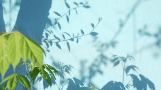 夏天蓝色墙面上的树叶光影清新空镜视频素材模板下载