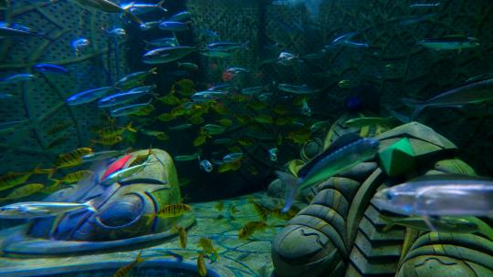 海洋馆水族馆海底世界鱼群视频素材模板下载