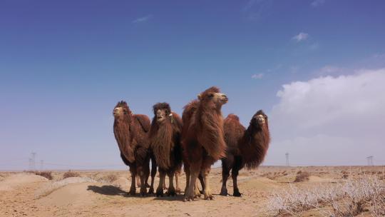初春西北荒漠骆驼合集