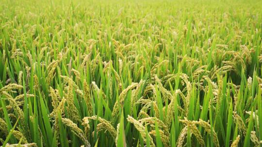 实拍水稻基地水稻病害农业农田视频素材