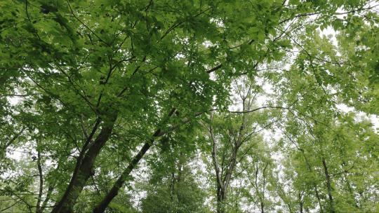 仰视森林中绿色树木