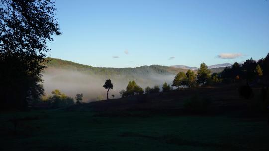 清晨雾在树林中移动