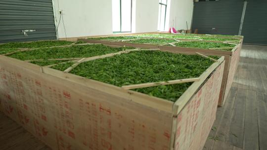 茶叶厂新鲜采摘的茶叶摊青制作合集