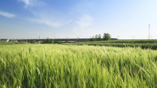 4K拍摄晴空下的稻田驶过高铁列车
