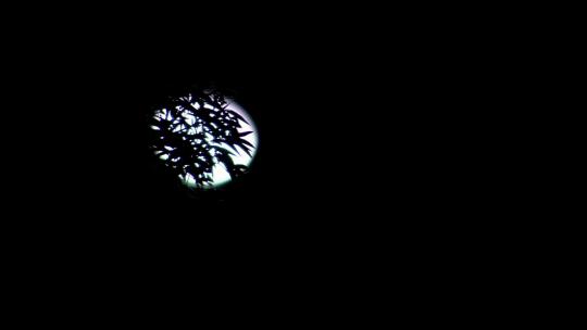 月亮挂在树梢上