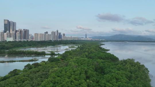 4K深圳福田红树林自然保护区航拍