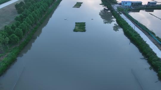 航拍武汉荆州小龙虾养殖基地